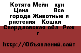 Котята Мейн - кун › Цена ­ 19 000 - Все города Животные и растения » Кошки   . Свердловская обл.,Реж г.